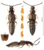 Atheta laevana